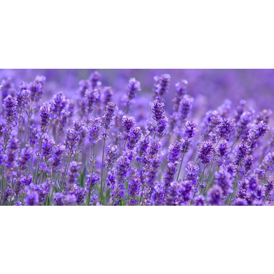 Travel Size Lavender Goats Milk Soap